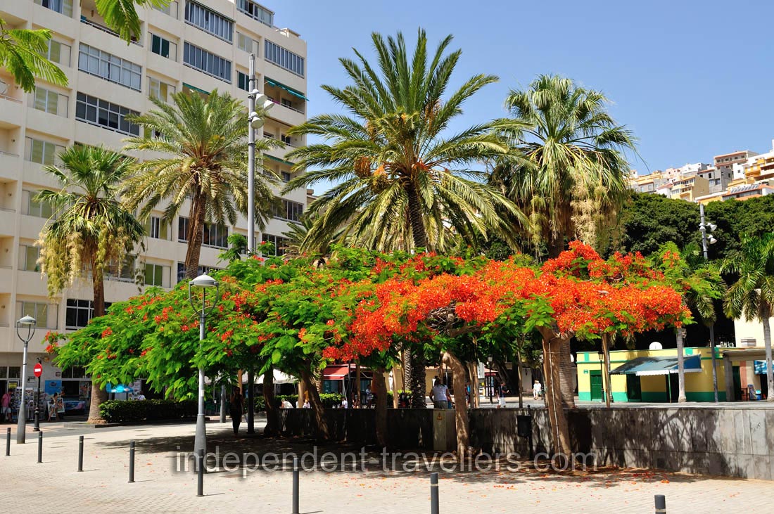 Trees with stunning red flowers grow on Calle de Ruiz de Padrón street