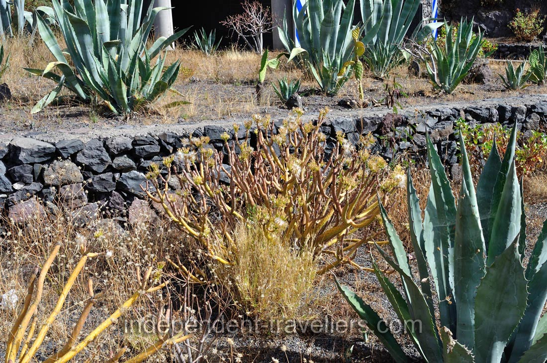 The observation deck with the following coordinates 28°07′28.8″N 17°09′41.0″W is planted with the agaves