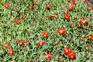 The grass of Aizoaceae family is in bloom in “Molino de Gofio Los Telares” garden
