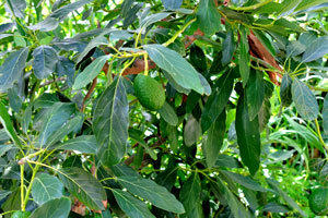 Green avocado fruits are on the tree in “Molino de Gofio Los Telares” garden