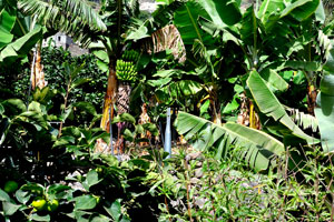 A banana grove grows in “Molino de Gofio Los Telares” garden
