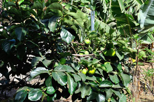 A persimmon tree with green fruits grows in “Molino de Gofio Los Telares” garden