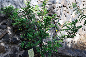“Averrhoa carambola” tree grows in “Molino de Gofio Los Telares” garden