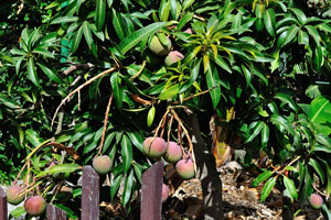 Mango trees with fruits grow in “Molino de Gofio Los Telares” garden