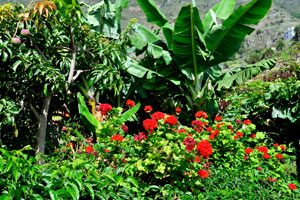Red geranium also called cranesbill from the genus Pelargonium blooms in “Molino de Gofio Los Telares” garden