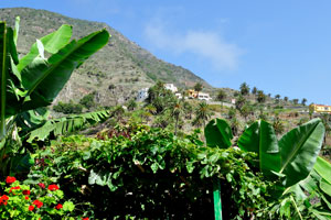 “Molino de Gofio Los Telares” garden is situated at the foot of mountain