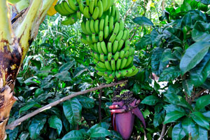 A fruitful banana tree with a huge flower grows in “Molino de Gofio Los Telares” garden