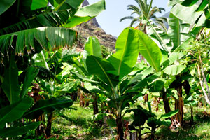 Banana trees are in “Molino de Gofio Los Telares” garden