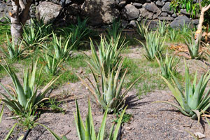 Aloes are planted in rows in “Molino de Gofio Los Telares” garden
