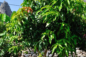 A mango tree with small green fruits grows in “Molino de Gofio Los Telares” garden