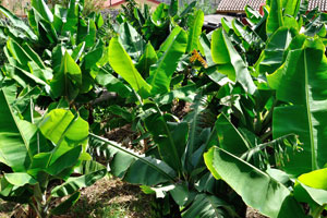 Banana trees grow in “Molino de Gofio Los Telares” garden in the town of Hermigua