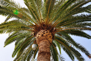 Canary Island date palm “Phoenix canariensis” cultivated in “Molino de Gofio Los Telares” garden