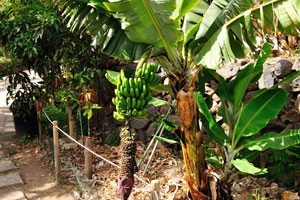 A low banana tree with fruits grows in “Molino de Gofio Los Telares” garden