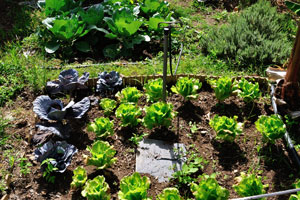 Cabbage plants grow in “Molino de Gofio Los Telares” garden
