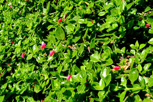 Rock Rose ice plant “Aptenia cordifolia” grows in “Molino de Gofio Los Telares” garden