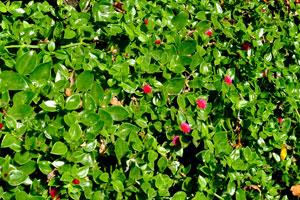 Aizoaceae grass “Aptenia cordifolia” is in bloom in “Molino de Gofio Los Telares” garden