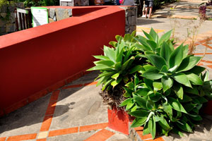 An exotic green shrub grows at the entrance to “Molino de Gofio Los Telares” garden