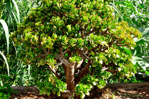 Crassula ovata, commonly known as jade plant, friendship tree, lucky plant, or money tree, grows in “Molino de Gofio” garden