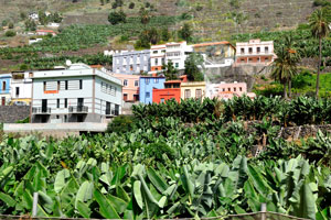 There are banana plantations in Hermigua town