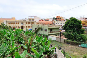 Banana plants grow in Agulo village