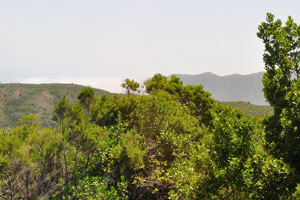 The uppermost slopes of the barrancos are covered by the laurisilva