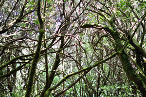 Laurel forest, also called laurisilva or laurissilva