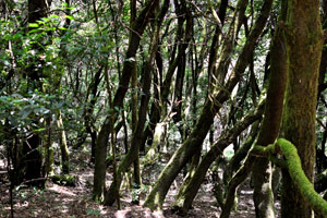 Ancient laurel forest