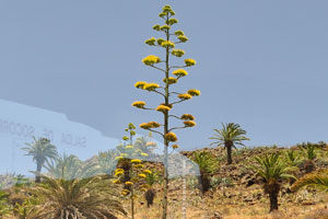 Agave is in bloom in Barranco de la Guancha valley