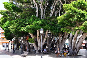 Gigantic trees grow on Plaza de la Constitución square
