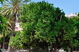 A huge euphorbia tree grows in Torre del Conde park