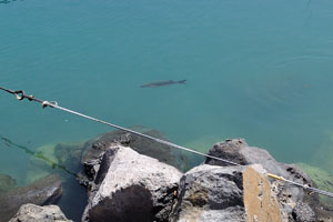The fish swim in the pure water of “Marina la Gomera” marina in the port of San Sebastián de La Gomera town