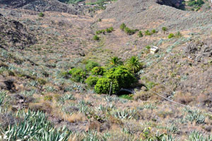 Numerous agaves grow on the slope