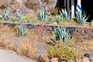 Agaves grow near GM-1 road which goes through the mountain tunnels