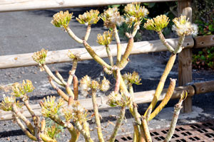 An exotic plant growing at one of the observation platforms