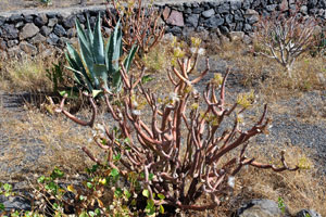 Exotic leafless plants grow on the observation platform