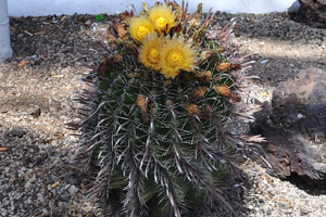 Ferocactus blooms with yellow flowers