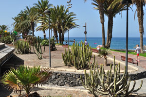 Tall cylindrical euphorbias grow near Playa de El Bobo beach