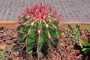 This huge green ferocactus with stunning red spines grows on the flower bed which is located beside the Papagayo Beach Club restaurant