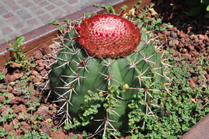 This melocactus with tiny red flowers on the red-whitish cephalium grows on the flower bed located beside the Papagayo Beach Club restaurant