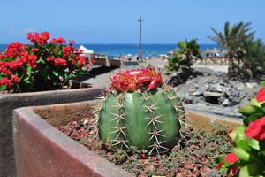 Blooming cactus and euphorbia are on the background of Playa de Troya beach