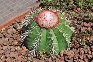 A melocactus luxuriously blooms on the seaside esplanade