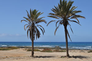 Two tall palm trees grow on Playa de las Américas beach