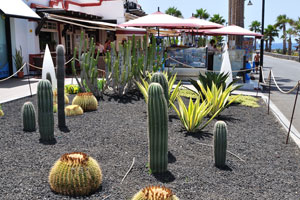 This flower bed with cacti is located near the Café Del Parque cafe