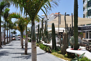 Tall cylindrical cacti and euphorbias grow along Centro comercial Parque Santiago IV
