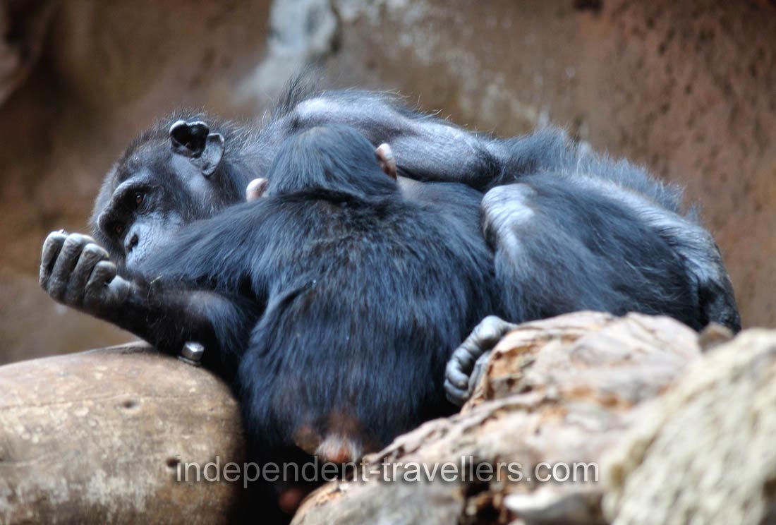 The common chimpanzee &ldquo;Pan troglodytes&rdquo;