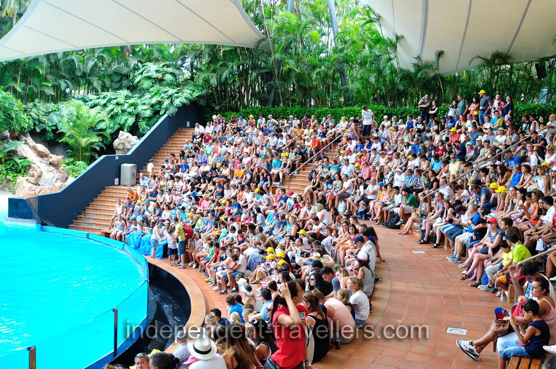 The crowds of people are gathered for the sea lions show