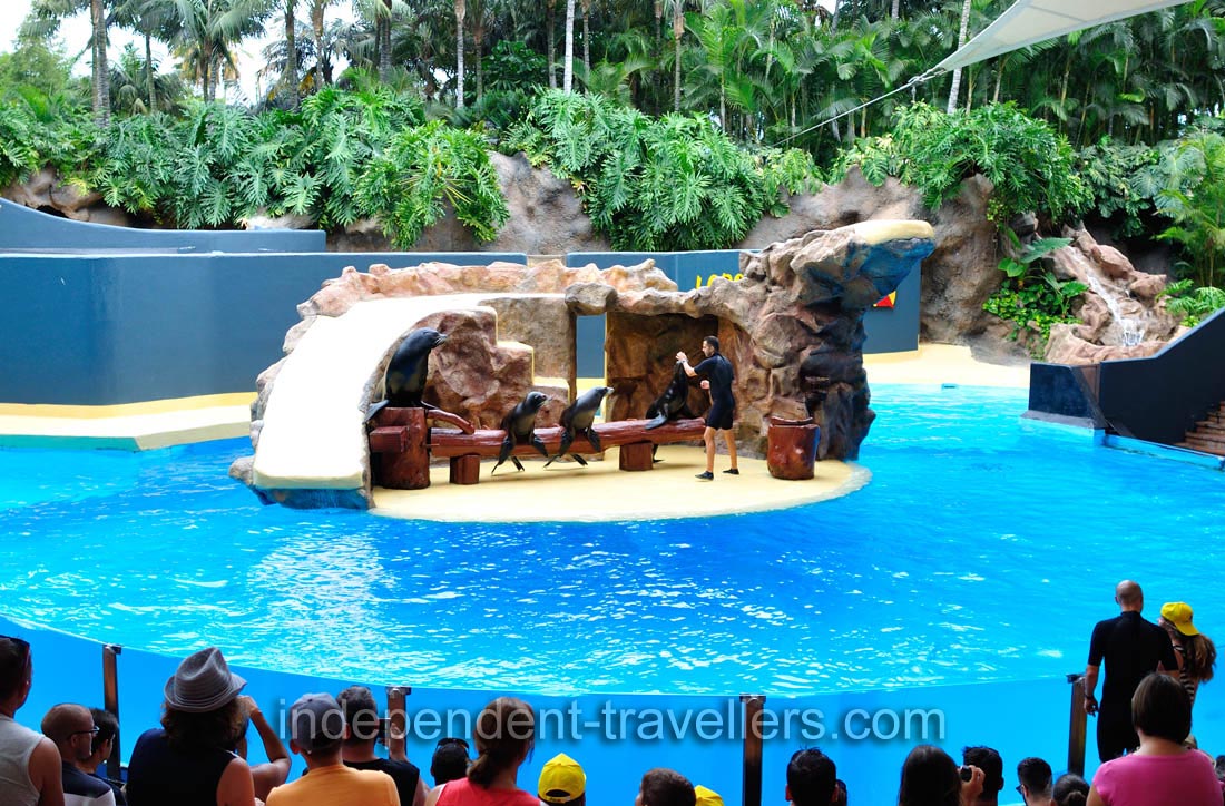 California sea lions are on the wooden bench in the sea lions show