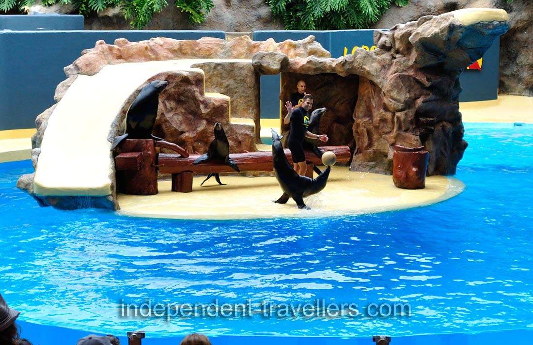 A sea lion walks on its fins with the ball on its nose in the sea lions show