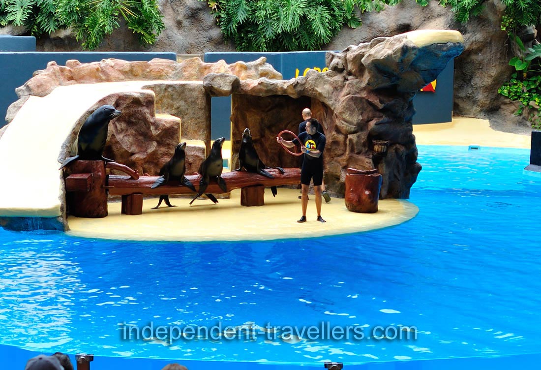 A trainer suggests a plastic ring for the sea lions in the sea lions show