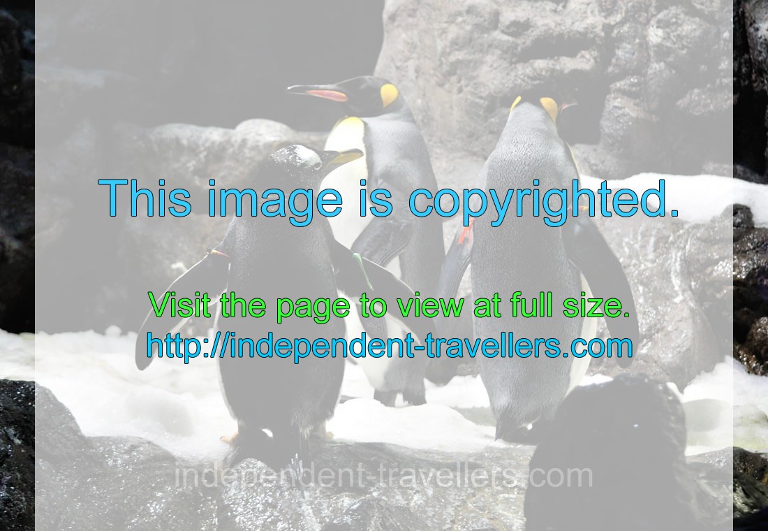 Loro Parque's Penguinarium is a fantastic attraction